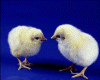 Black Hills Reptile Gardens - http://www.reptile-gardens.com/
